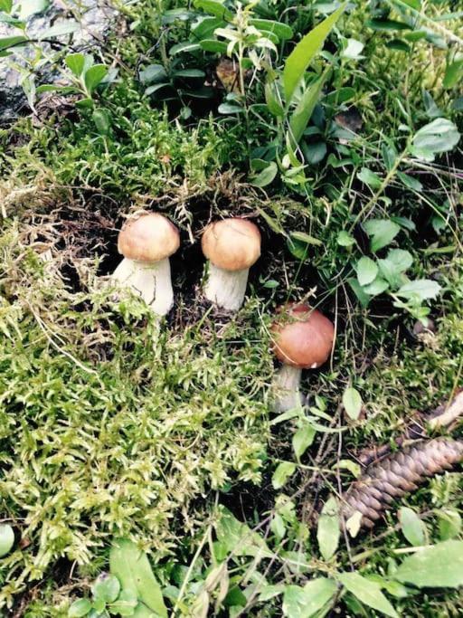 Appartamento Ampio Giardino Adiacente Piste Sci 4/6 Posti Letto لا تْويلي المظهر الخارجي الصورة
